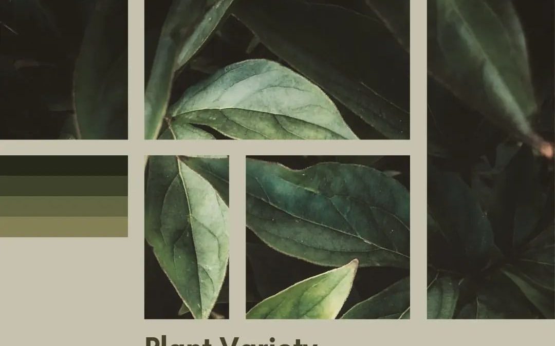 Recent developments in Indonesia’s Plant Variety Protection (PVP)